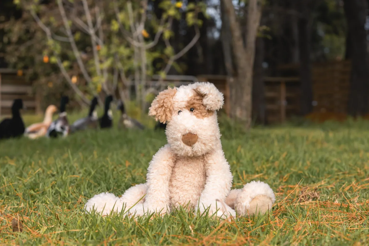 Buddy the Dog