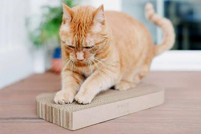 Cat Scratcher – Rectangular