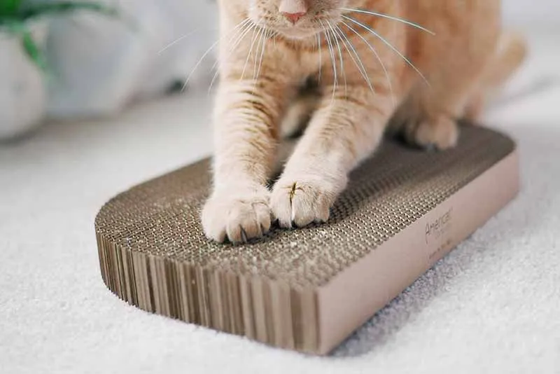 Cat Scratcher – Rectangular