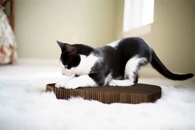 Cat Scratcher – Rectangular