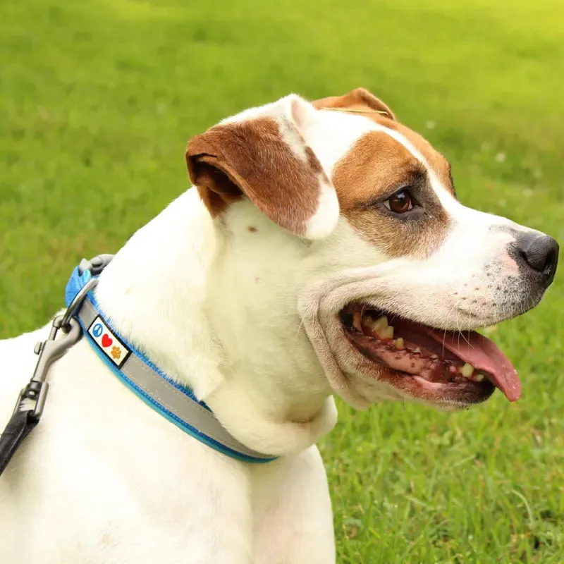 Classic Padded Reflective Dog Collar