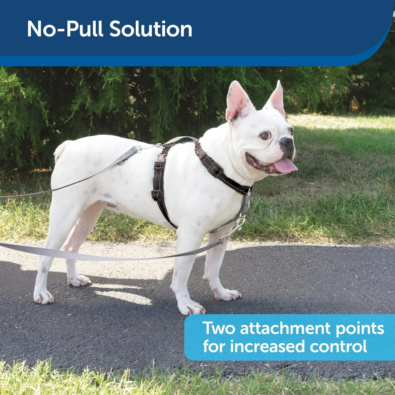 PetSafe 3 in 1 Harness with Two Point Control Leash - No-Pull Harness - Small - Black - Adjustable