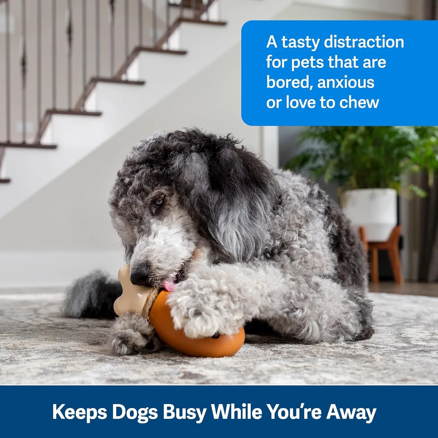 PetSafe Busy Buddy Chompin' Chicken Dog Toys  Treat Ring Holding Chew Toy  BPA Free Rubber  Chicken Scented  Interactive Pet Puzzle for Boredom or Separation Anxiety  Small to Large Dogs