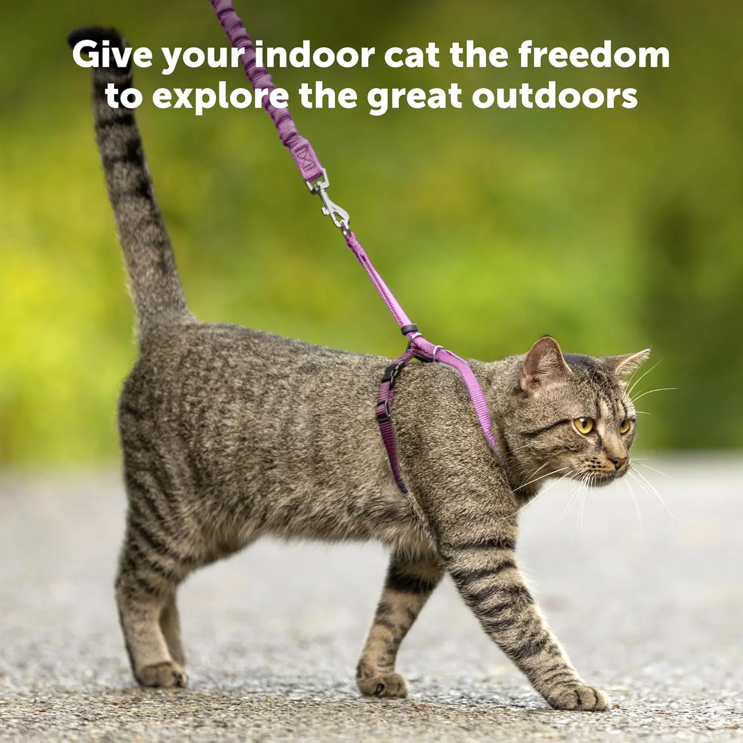 PetSafe Come with Me Kitty Harness and Bungee Leash, Medium, Black