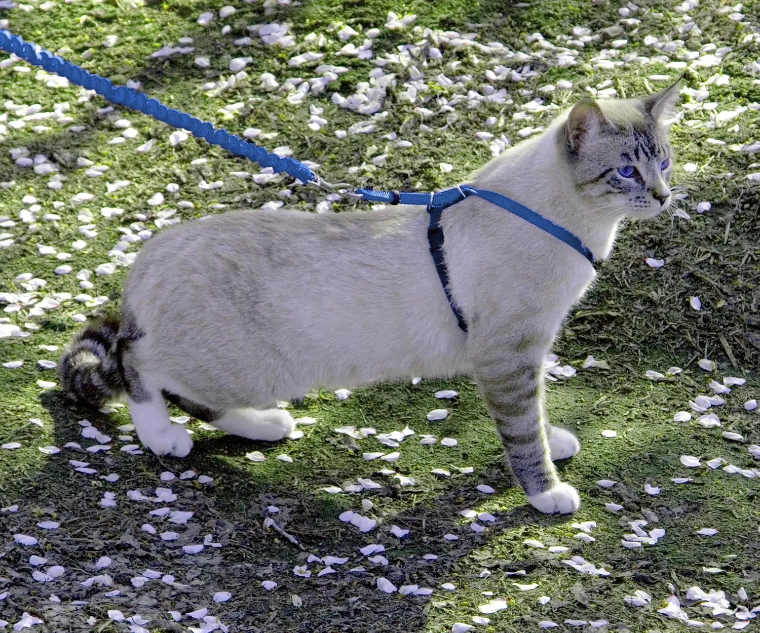 PetSafe Come with Me Kitty Harness and Bungee Leash, Medium, Royal Blue