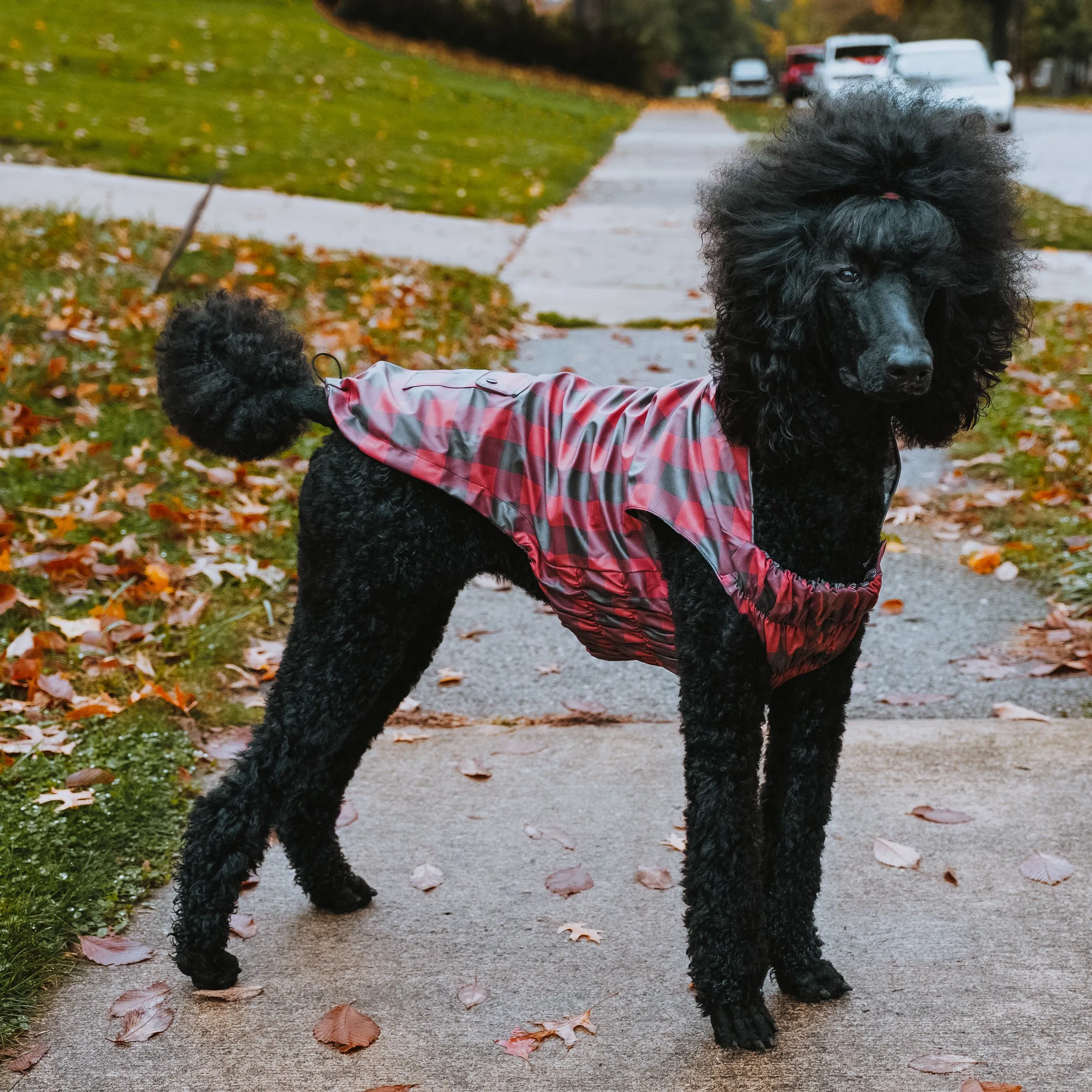 Red & Black Buffalo London Raincoat for Dogs