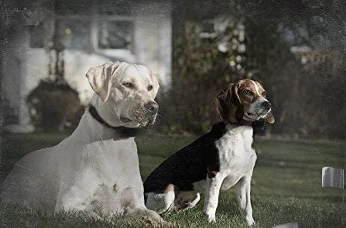 SportDOG Brand In-Ground Fence Add-A-Dog Collar - Additional, Replacement, or Extra Containment Collar - Waterproof with Tone/Vibration and Shock